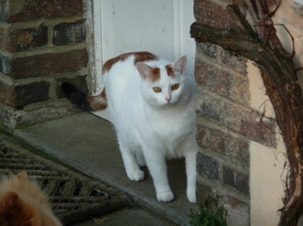 ...the cat door (behind her) for a snack